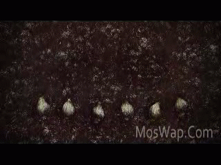 Видео Тюльпанная лихорадка 2017 